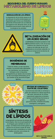 METABOLISMO-DE-LIPIDOS.pdf