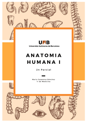 Anato-2P--seminaris--examens-Mario-Casanova.pdf