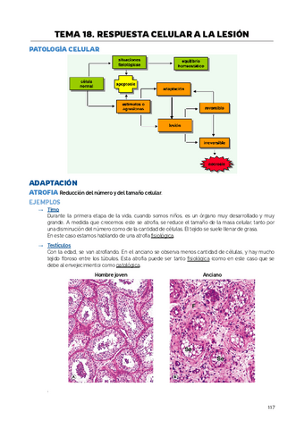 TEMA 18. RESPUESTA CELULAR A LA LESION.pdf
