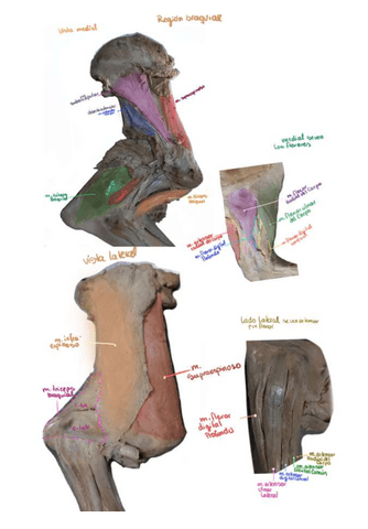 Rotulos-de-el-musculo-de-bovino-de-la-region-braquial-vista-medial-y-laterla.pdf