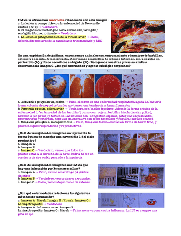 Examen-Aves-2.pdf