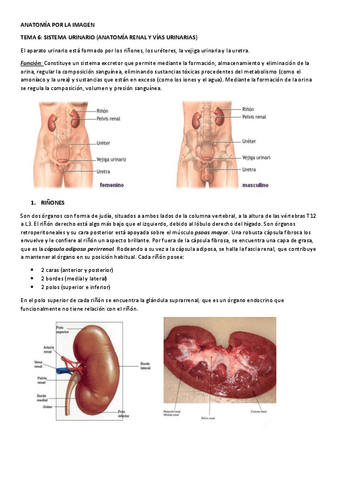 Tema-6-anatomia-2.pdf
