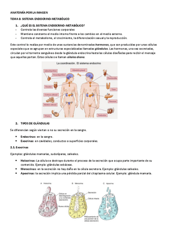 tema-8-anatomia-sistema-endocrino-metabolico.pdf