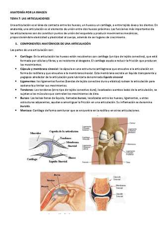 Anatomia-tema-7-articulaciones.pdf