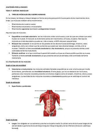Anatomia-tema-7-sistema-muscular.pdf