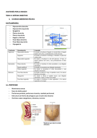 anatomia-tema-9-7.pdf
