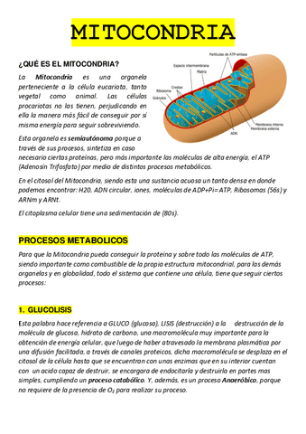 MITOCONDRIA.pdf