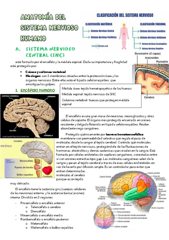 Anatomia-del-sistema-nervioso-humano.pdf