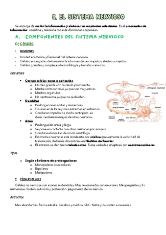 Sistema-nervioso.pdf