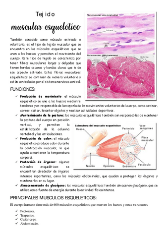 TEJIDO-MUSCULAR-ESQUELETICO..pdf