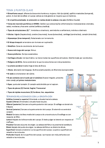 resumen-apuntes-anatomia.pdf