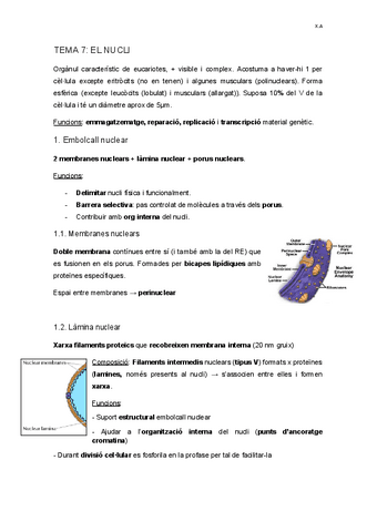TEMA-7-NUCLI.docx.pdf