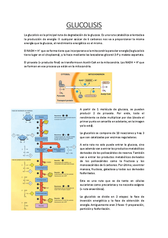 Glucolisis-Bioquimica-1oNHD.pdf