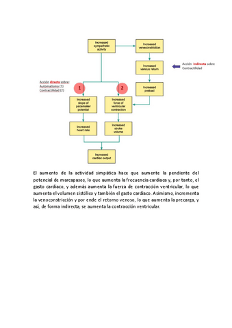 Accion-Simpatico-y-Parasimpatico-sobre-Aparato-Cardiovascular-Fisiologia-I-1oNHD.pdf