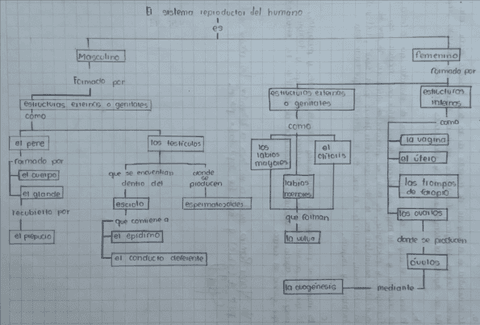 El-sistema-reproductor-del-humano.pdf