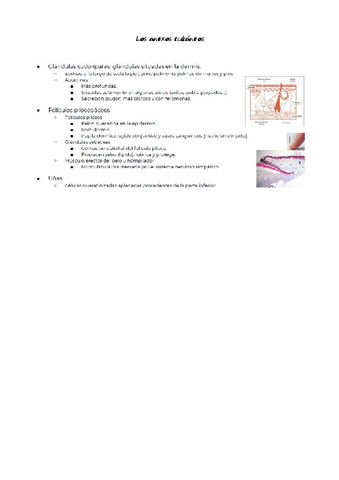 bienestar-resu-1-anexos-cutaneos.pdf
