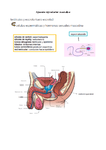 cuidados-resu-9.pdf