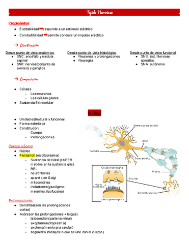 tejido-nervioso.pdf