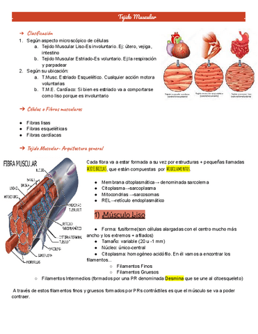 Tejido-muscular.pdf
