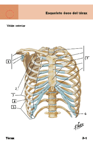 Flashcards-Netter-Cap-3.pdf