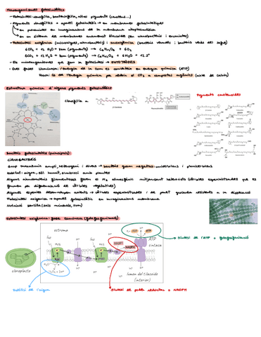 Bloc-IImicroorganismes-fotosintetics.pdf