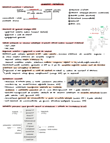 Bloc-IIdiversitat-metabolica-respiracio-aerobica-i-fermentacions.pdf