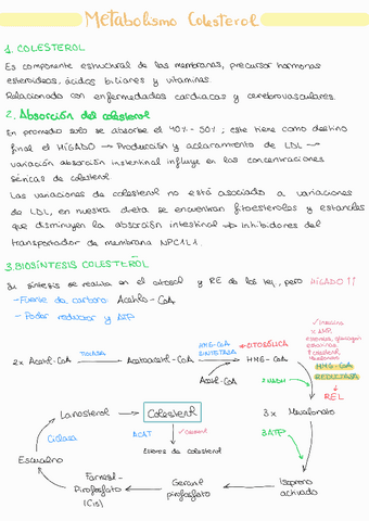 Metabolismo-colesterol.pdf