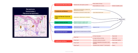 Receptores-Sensoriales-Mecanorreceptores.pdf