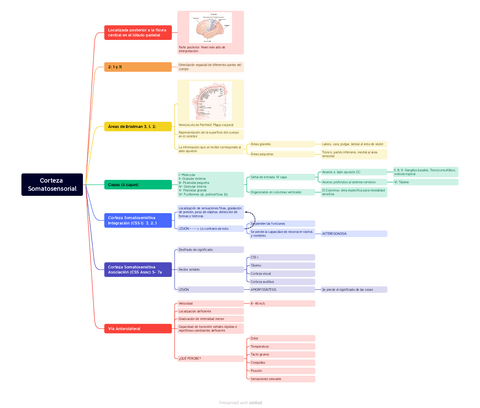 Corteza-Somatosensorial.pdf