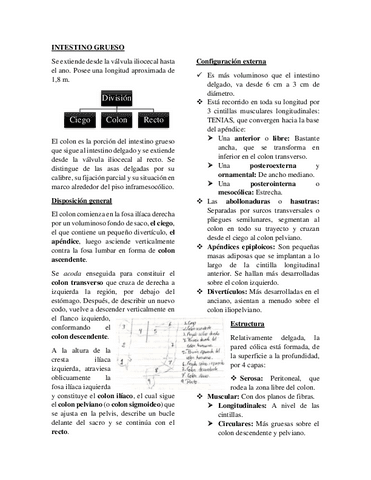 Intestino-grueso.pdf