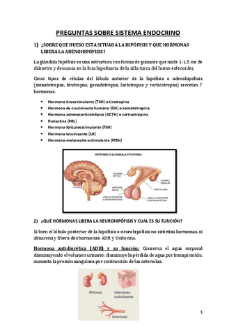 ENDOCRINO-PREGUNTAS.pdf