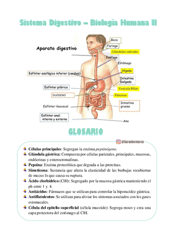 SISTEMA-DIGESTIVO-BIO-2.pdf