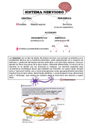 SISTEMA-NERVIOSO-.pdf