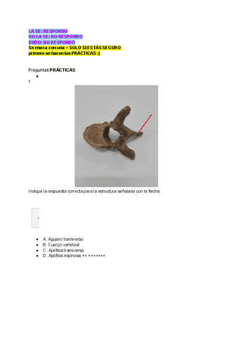 parcial-anatomia.pdf