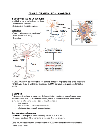 FISIOLOGIA-T6.pdf