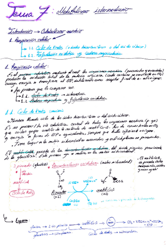 tena-7-metabolismo-intermediario.pdf