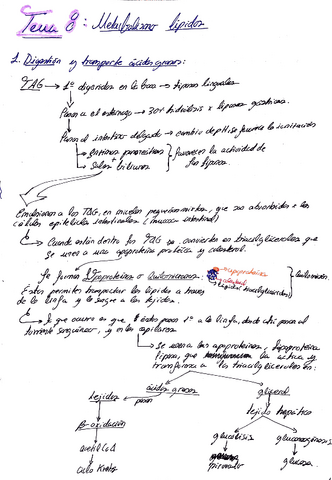 tema-8-metabolismo-de-los-lipidos.pdf