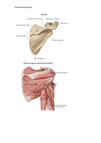 laminas-practica-4-2020-2021-claudia-callejo.pdf