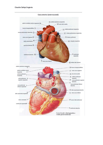 laminas-practica-5-2020-2021-claudia-callejo.pdf