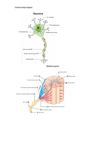 laminas-practica-6-2020-2021-claudia-callejo.pdf