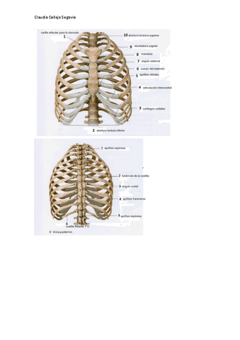 laminas-practica22020-2021-claudia-callejo.pdf