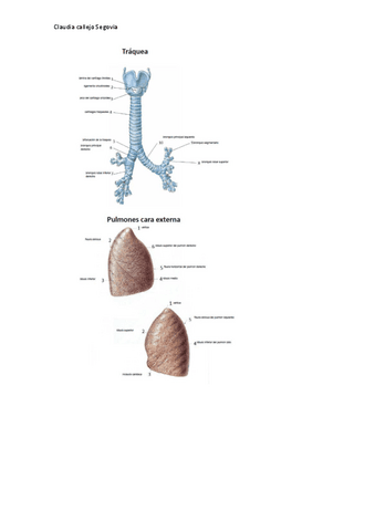 laminas-practica-7-2020-2021-claudia-callejo.pdf