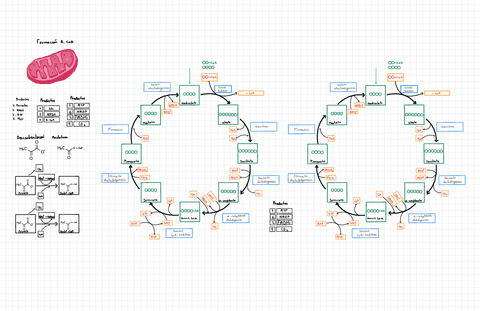 CoA-y-Ciclo-de-krebs.pdf