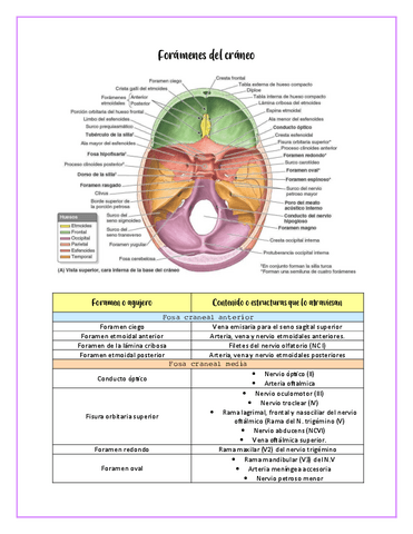 Foramenes-del-craneo.pdf