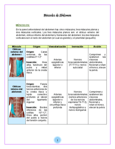 Musculos-de-Abdomen.pdf