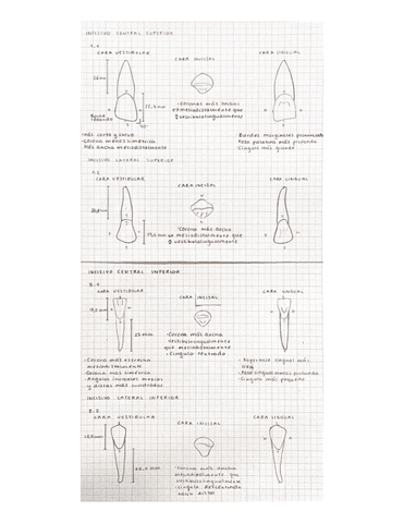 Dibujos-dientes-Anatomia-dental.pdf