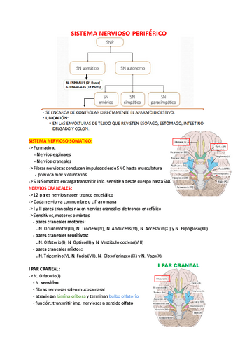Anatomia-Sistema-Nervioso-Periferico.pdf