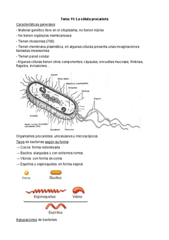 Tema-11-Celula-procariota.pdf