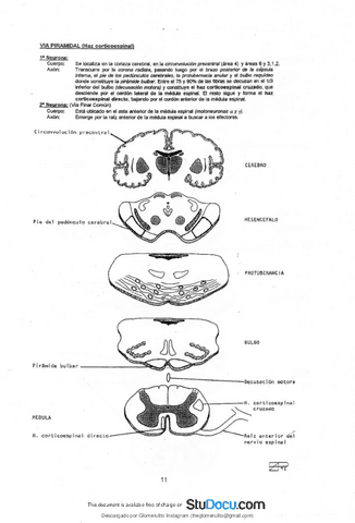 APUNTES-ANATOMIA-8.pdf
