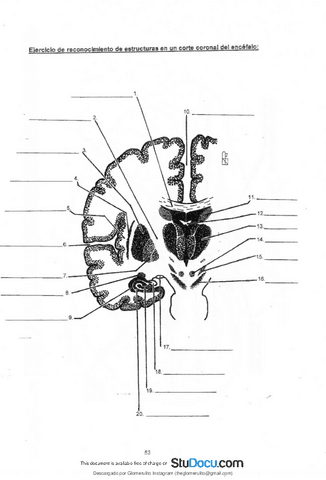 APUNTES-ANATOMIA-11.pdf